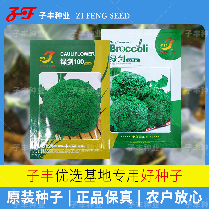 盆栽菜园秋季西兰花种子