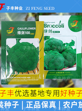 盆栽菜园秋季西兰花种子