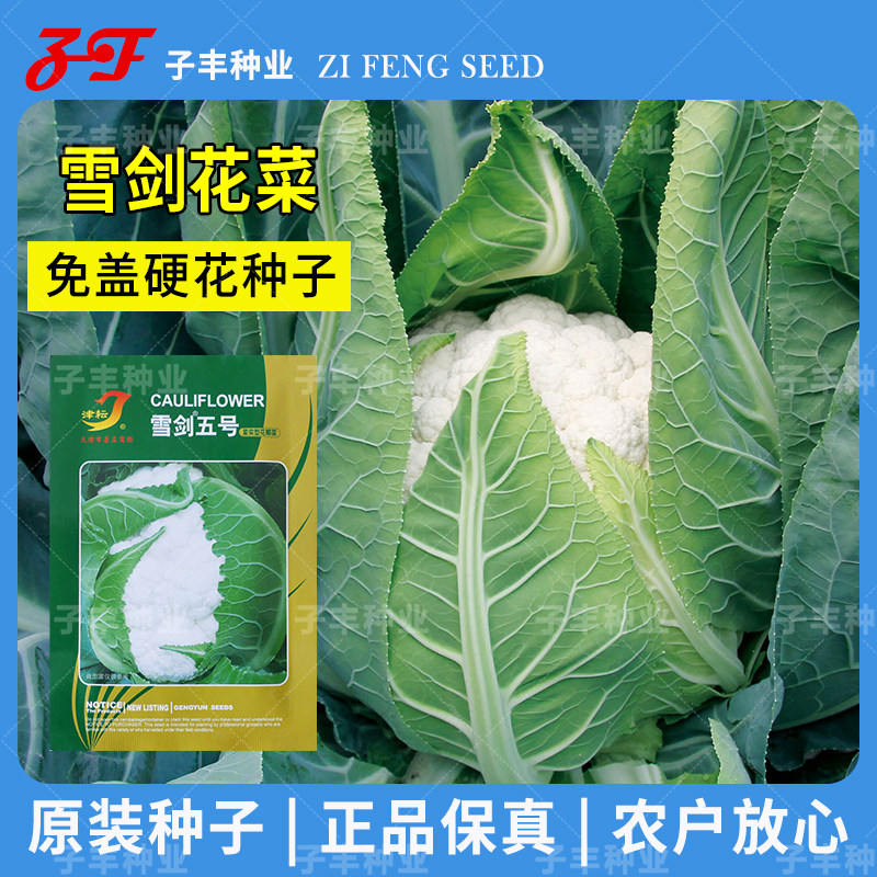 紧花菜种子春夏秋季耐热洁白硬花免盖球白菜花种孑花椰菜种籽大全