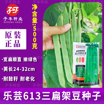 三扁架豆种子乐芸613早熟结荚强宽扁顺直嫩绿色荚长24-32cm菜豆种