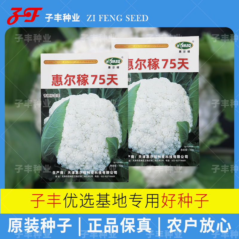 天津惠爾稼75天松花菜蔬菜種子