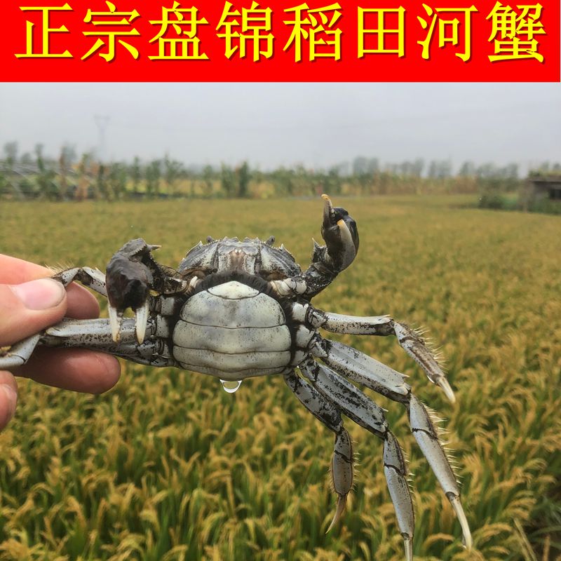 活蟹盘锦河蟹稻田蟹20送2全母蟹1.4-1.0纯正肥大闸蟹顺丰包邮生鲜
