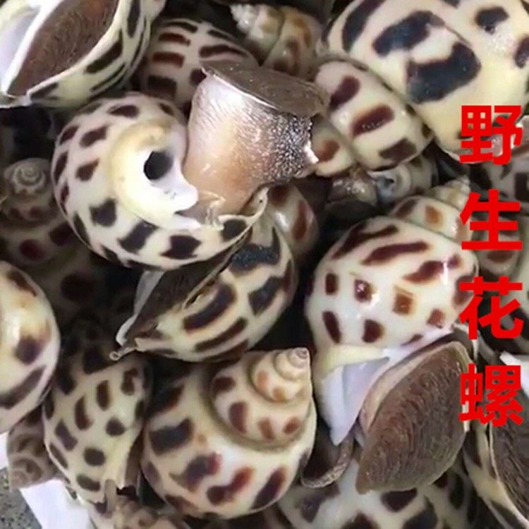 船长天然海鲜花螺鲜活响螺红螺天然螺小螺贝壳螺海虾螺大海螺