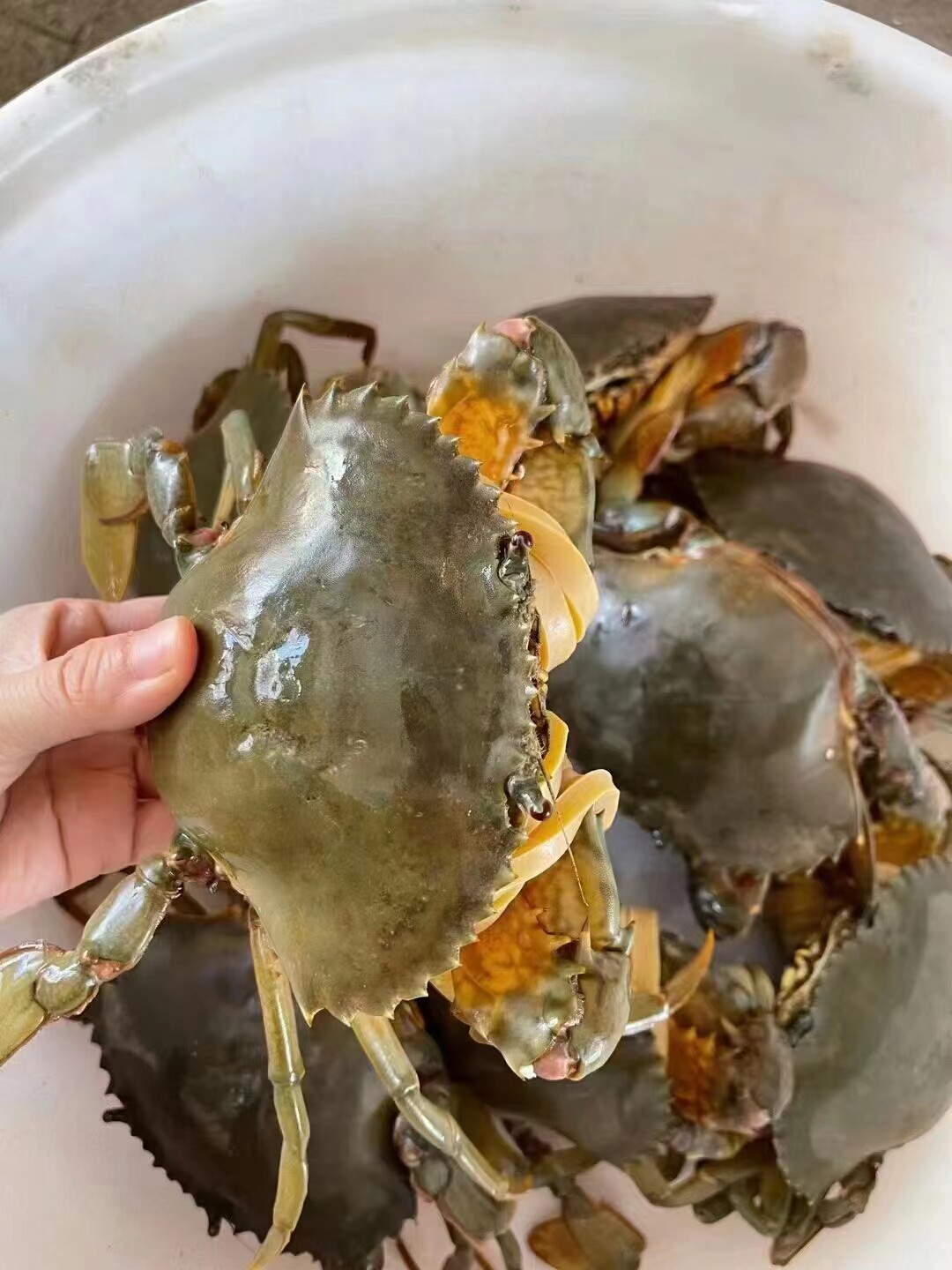 2斤装包鲜活红膏蟹青蟹母蟹肉蟹黄螃蟹面包蟹特大红鲟油蟹蝤蛑