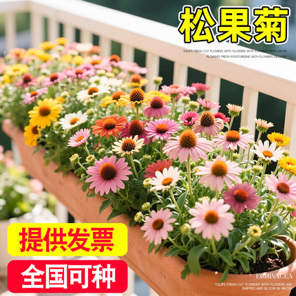彩色松果菊种子多年生宿根耐寒耐热花卉种籽紫锥菊庭院阳台可盆栽