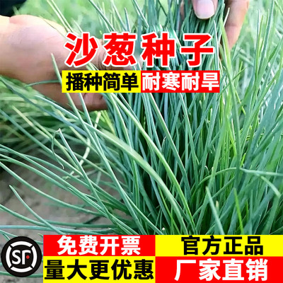 沙葱种子耐盐碱耐贫瘠护坡固土