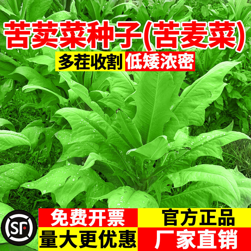 苦荬菜种子大叶牧草种子苦麦菜多年生鹅菜种子四季猪鸡鸭鹅鱼种籽