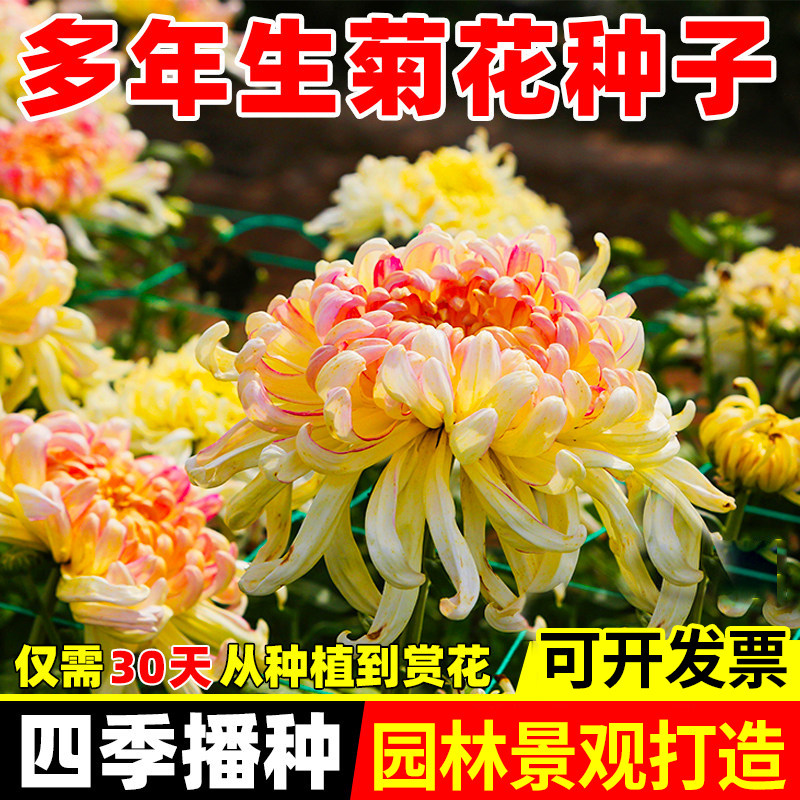 特大菊花种子四季阳台盆栽