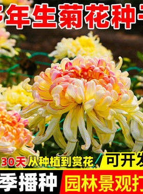 特大菊花种子四季阳台盆栽