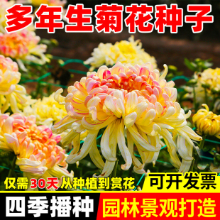 菊花种子九月菊乒乓菊金盏菊翠菊花种籽特大菊花种孑阳台庭院盆栽