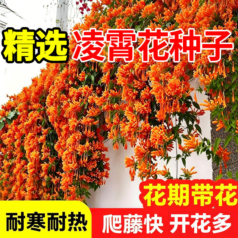 凌霄花种子庭院爬藤植物倒挂金钟炮仗花四季爬墙花紫薇花种子