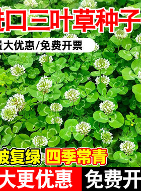 三叶草种子进口四季常青庭院绿化