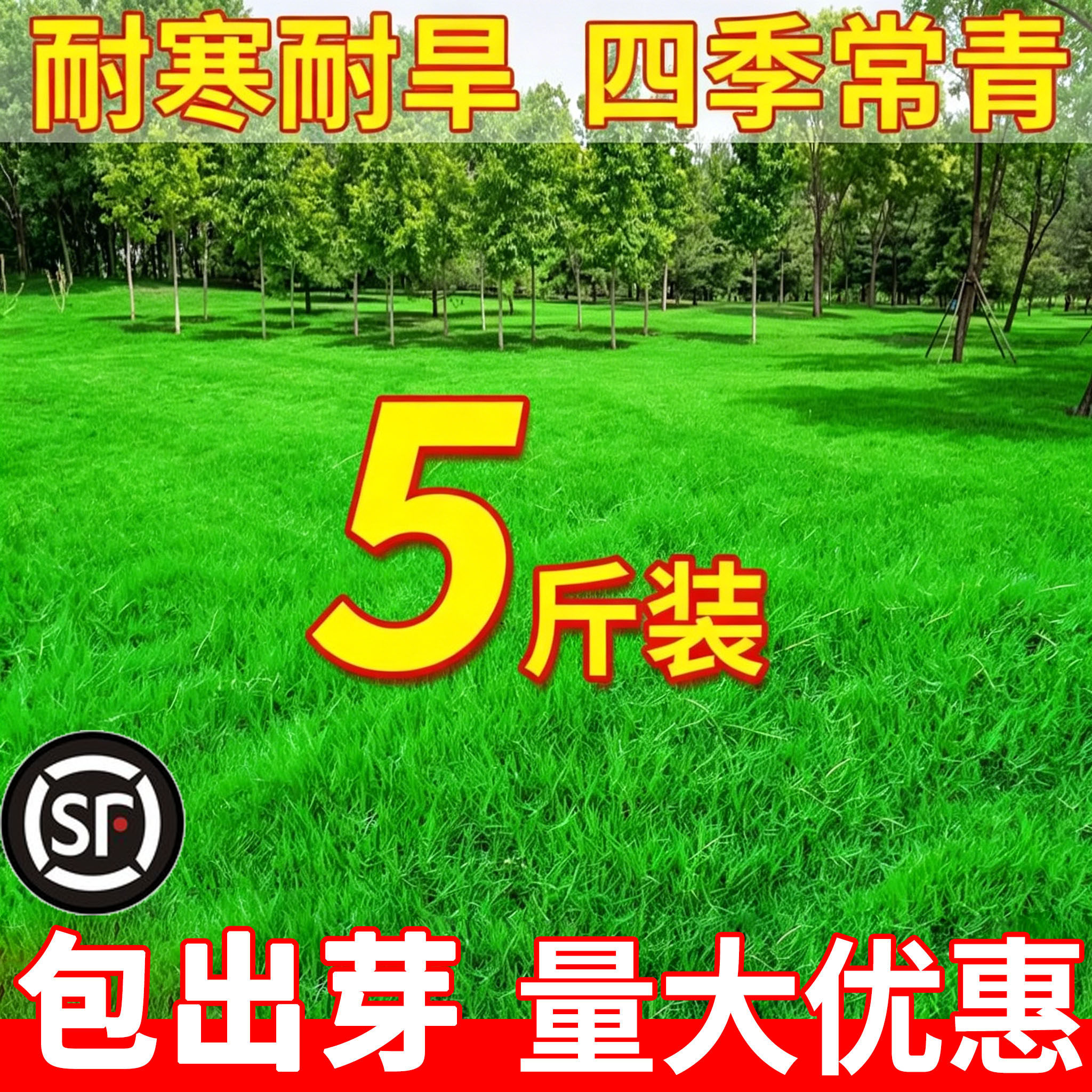 草籽进口草坪草种子四季常青护坡