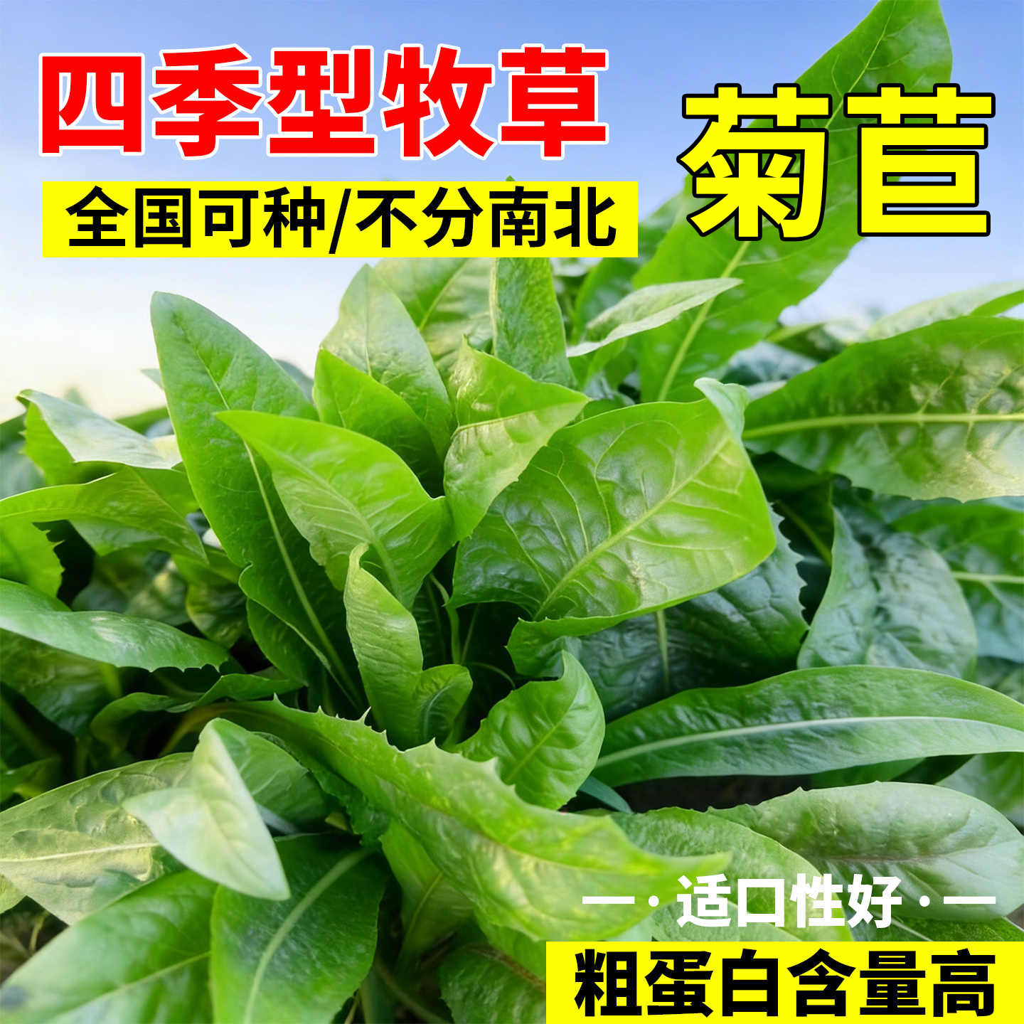 将军大叶菊苣四季牧草种子