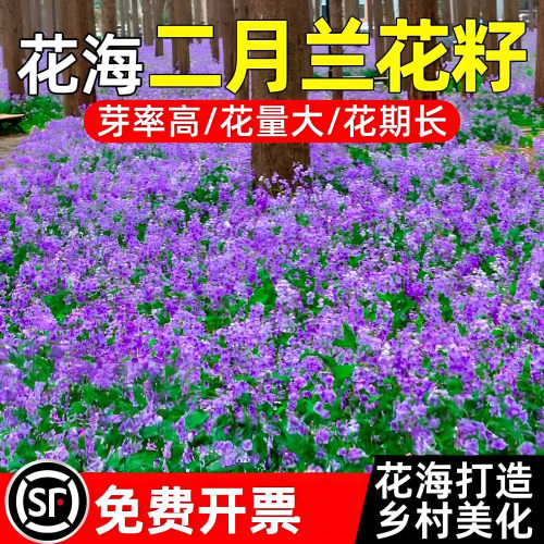 二月兰诸葛菜种子四季耐寒美化