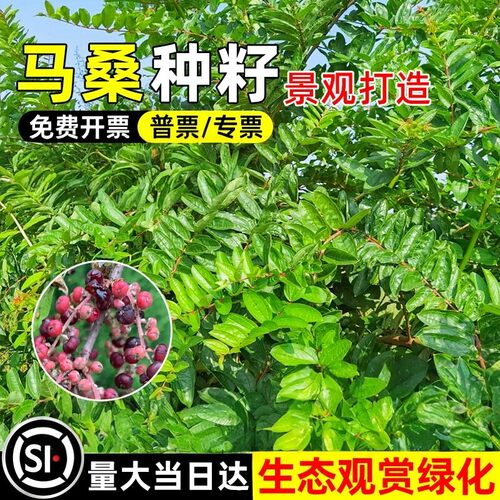 马桑种子四季车桑子木豆猪屎豆