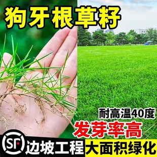 草籽进口狗牙根护坡固土耐旱边坡绿化脱壳草坪草种子种植净籽庭院