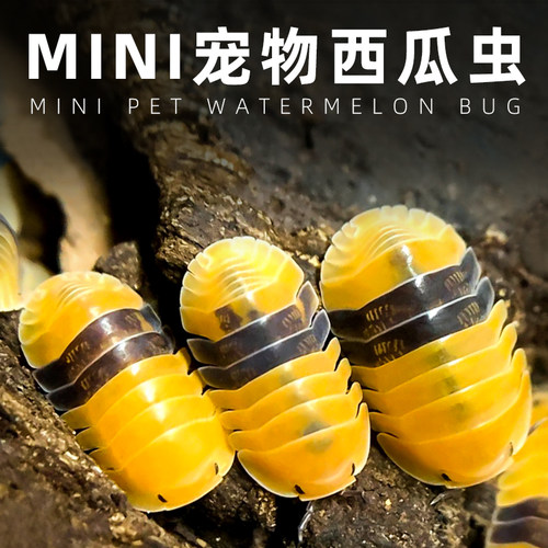 旺宠桌面景观爬宠懒人饲养宠物