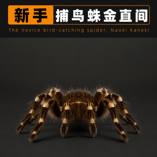巴西巨人金直间好饲养温顺蜘蛛宠物活体好养新手入门耐活 新品