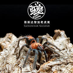 哥斯达黎加老虎尾蜘蛛异宠观赏类桌面小宠好饲养活体宠物蜘蛛温顺