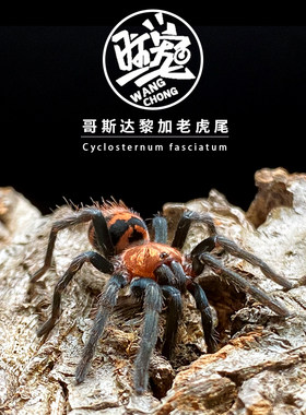旺宠老虎尾捕鸟蛛桌面好饲养宠物