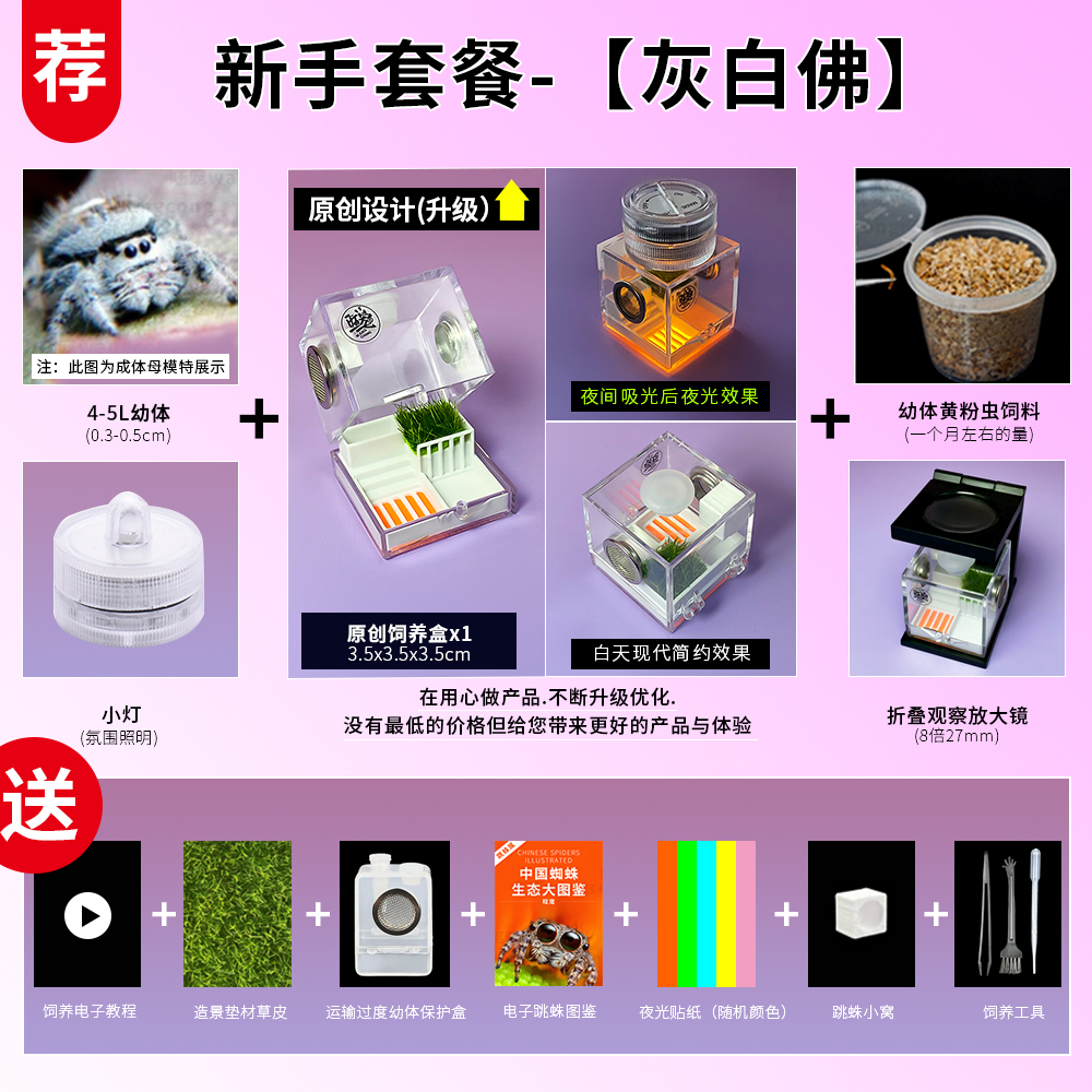 宠物跳蛛桌面迷你简单好饲养