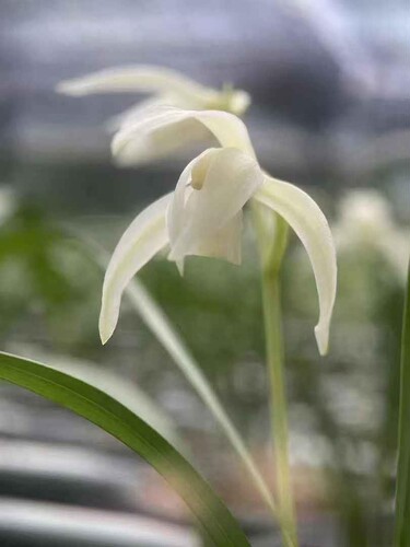 建兰白狐四季兰白花雪白花带花苞浓香兰花室内花卉鲜花盆栽