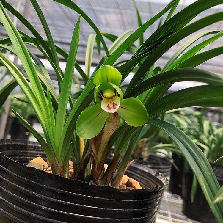春兰春剑大团圆矮种四季花卉带花苞室内绿植盆栽新手养殖
