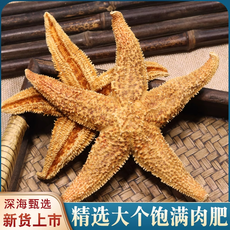 海星干货大海星海盘海五星