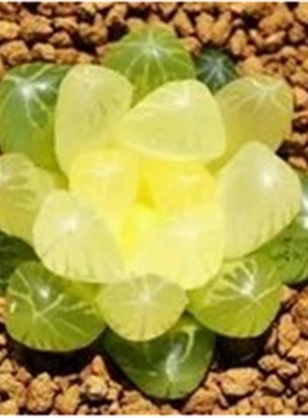 多种精品玉露花盆水晶琥珀含盆