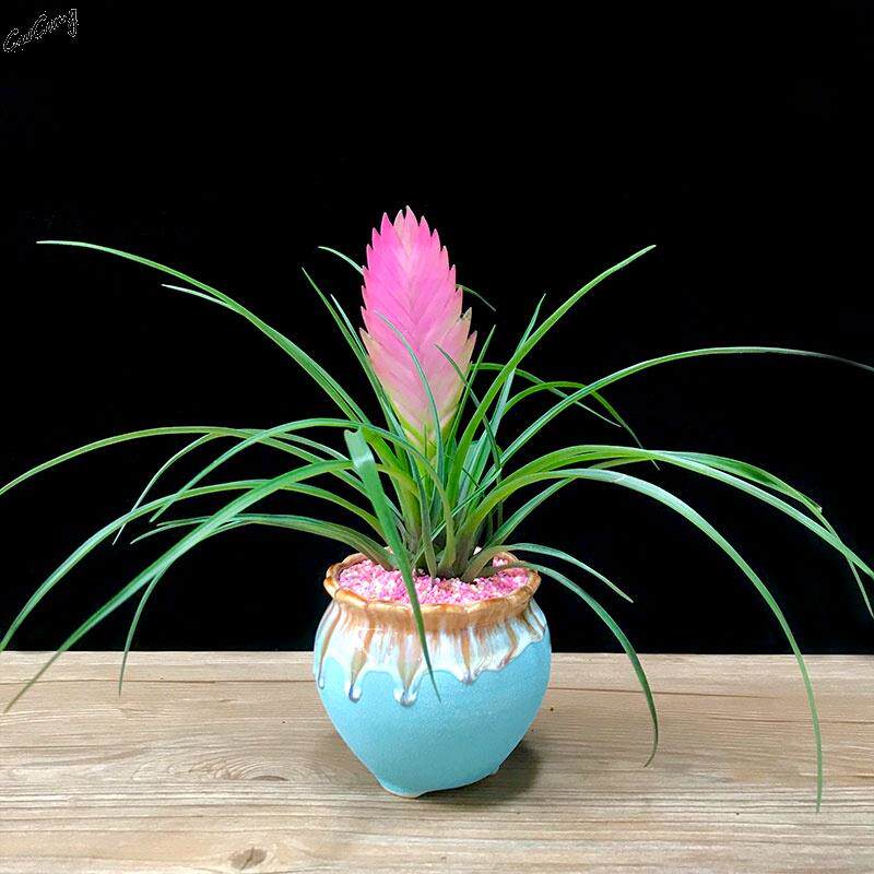 铁兰栽多肉观叶植物阳台室内垂吊物紫花凤梨水培绿植盆栽 年宵花