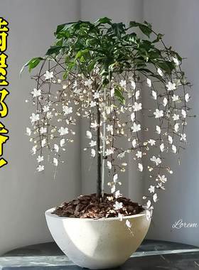 绿植盆栽净化空气田园风垂丝茉莉