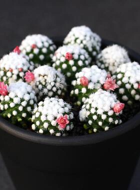 明日香自根软刺开花多肉组合盆栽