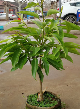 白兰花盆栽黄桷兰好闻独特白玉兰