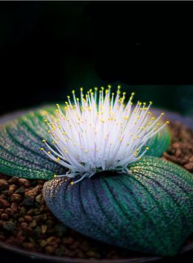 植物净化空气紫镜多肉植物球根种