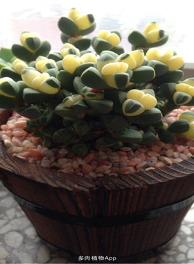 进口贵货群生可爱风萌肉肉鹿角