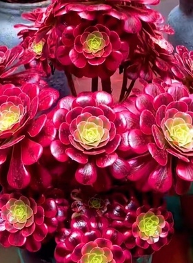 摆件美杜莎老桩多肉植物绿植盆栽