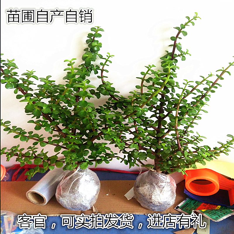 多肉植物盆栽金枝玉叶花卉绿植图片