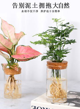 水培植物室内金钻如意文竹九里香