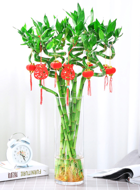 富贵竹植物水养转运竹水培绿植盆