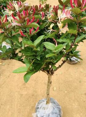 摆件绿植盆栽耐寒金银花树