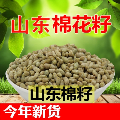 山东心脏偏方药用包邮棉花籽