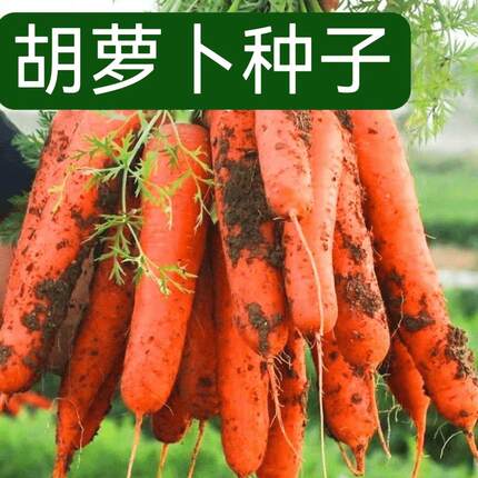 胡萝卜种子家庭种植蔬菜种子种籽胡萝卜种子