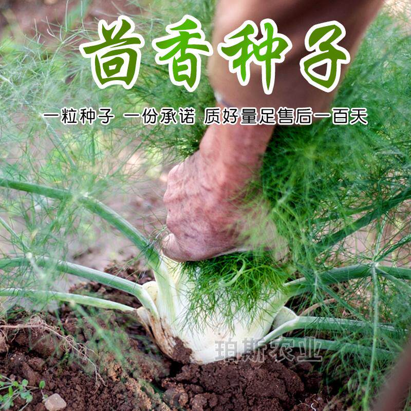 包邮寿光蔬菜种子 割茬球茎茴香种子四季播包邮小茴香籽阳台盆栽