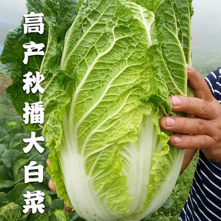 白菜种籽种子秋季播种秋天大白菜子种四季庭院种植高产抗病蔬菜孑