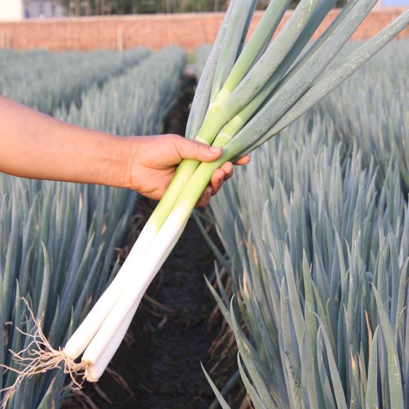 山东章丘大葱种籽高产铁杆四季