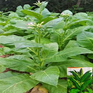 亚布力种子东北大叶关东旱老品种室外庭院春季易成活亚布力种籽