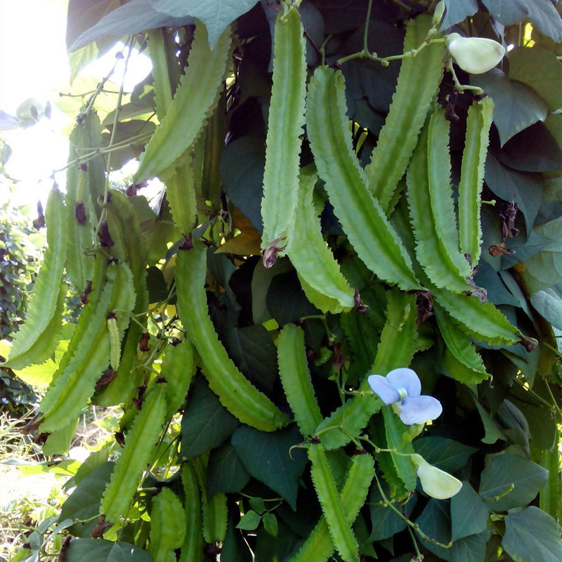 四棱豆种孑翼豆四角豆翅豆杨桃豆