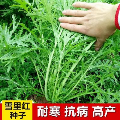 雪里红菜种子细叶蕻菜籽