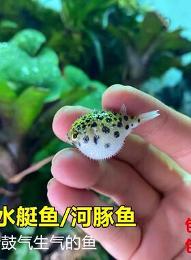 河豚金娃娃潜水艇鱼会生气观赏鱼